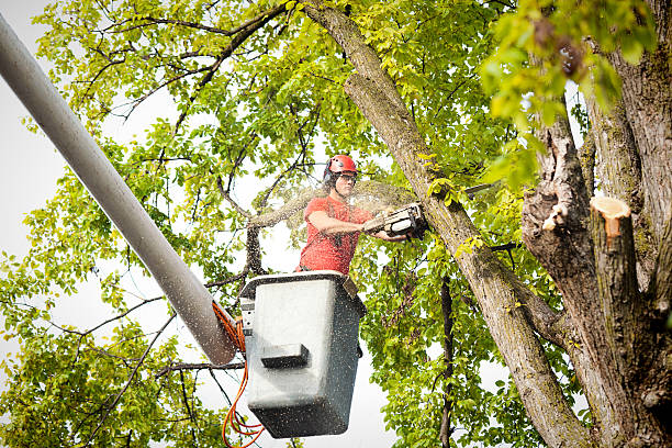 Best Local Tree Services  in Fairbanks Ranch, CA